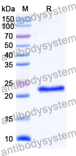 Recombinant Mouse SNED1 Protein, N-His
