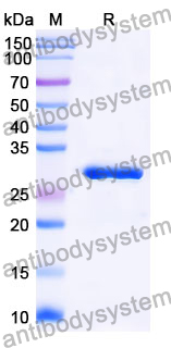 Recombinant Mouse EXTL2 Protein, N-His