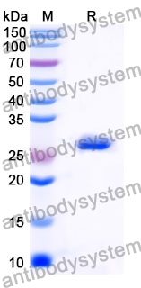 Recombinant Mouse Mcpt1 Protein, N-His