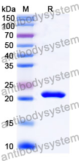Recombinant Mouse Ifna15 Protein, N-His