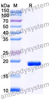Recombinant Mouse Clec4b2 Protein, N-His