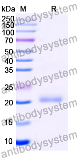 Recombinant Mouse Lilrc1 Protein, N-His