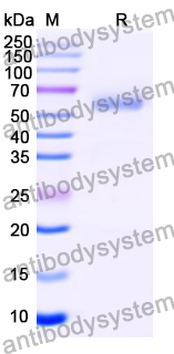 Recombinant Mouse KIRREL1 Protein, N-His