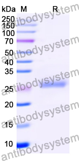 Recombinant Mouse CLEC4G Protein, N-His-SUMO