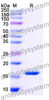 Recombinant Mouse VSTM2A Protein, N-His