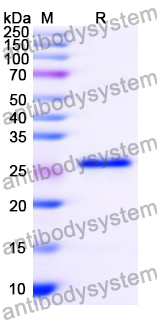Recombinant Mouse VSTM2B Protein, N-His-SUMO