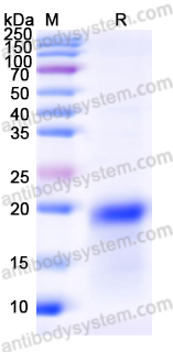Recombinant Mouse CLEC4E Protein, N-His