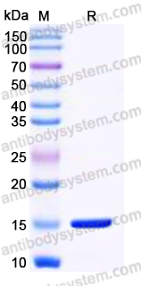 Recombinant Mouse CCL9 Protein, Tag free