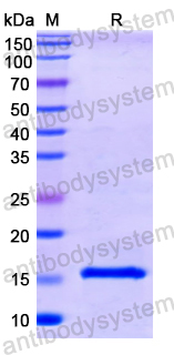 Recombinant Pig CSF2/GM-CSF Protein, N-His