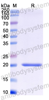 Recombinant Pig IL22 Protein, N-His