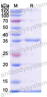 Recombinant Dog CD340/ERBB2/HER2/NEU Protein, N-His