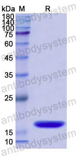 Recombinant Dog IL31 Protein, N-His