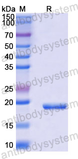 Recombinant Dog Can f 1/Allergen Dog 1 Protein, N-His