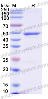 Recombinant Rat EGFR/ERBB1/HER1 Protein, N-His