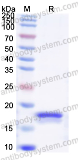 Recombinant Rat TGFB1/TGF-beta-1 Protein, N-His