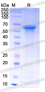 Recombinant Rat HSPD1 Protein, N-His