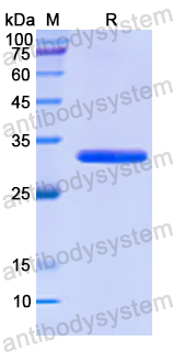 Recombinant Rat STAT6 Protein, N-His