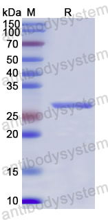 Recombinant RBD (Omicron/B.1.1.529) Protein, N-His