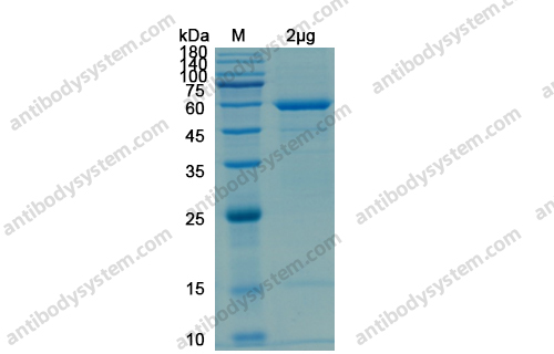 Recombinant SARS-CoV-2 S2/Spike S2 (ECD) Protein, N-His