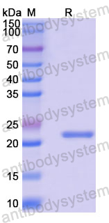 Recombinant SARS-CoV-2 N/NP/Nucleoprotein Protein, C-Avi-His