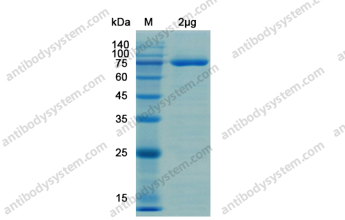 Recombinant SARS-CoV-2 NSP2 Protein, N-His