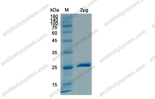 Recombinant SARS-CoV-2 NSP3/PL-PRO Protein, N-His