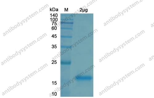 Recombinant SARS-CoV-2 NSP9 Protein, N-His