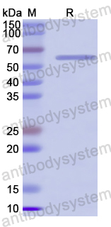 Recombinant SARS-CoV-2 NSP16 Protein, N-GST