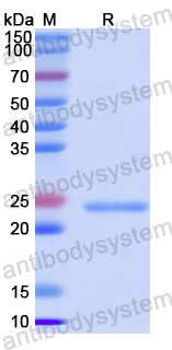 Recombinant SARS-CoV-2 ORF8/ns8 Protein, N-His-SUMO