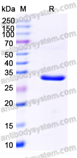 Recombinant ASFV Phosphoprotein p30/Pret-105 Protein, N-His