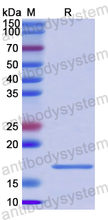 Recombinant ASFV Polyprotein pp62/Ba71V-94/ASFV-p15 Protein, N-His