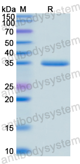 Recombinant ASFV Polyprotein pp62/Ba71V-94/ASFV-p35 Protein, N-His