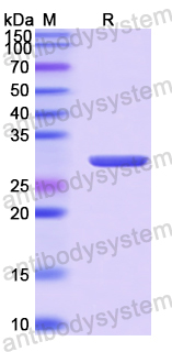 Recombinant TBEV NS5 Protein, N-His