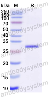 Recombinant HBV-B HBsAg Protein, N-His