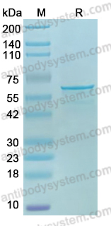 SDS-PAGE for Recombinant Influenza B virus (Flu B) NP/Nucleoprotein Protein, N-His ?>