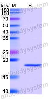 Recombinant SARS-CoV-2 ORF3b Protein, N-His-SUMO