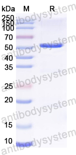 Recombinant SEBOV GP1 Protein, N-His