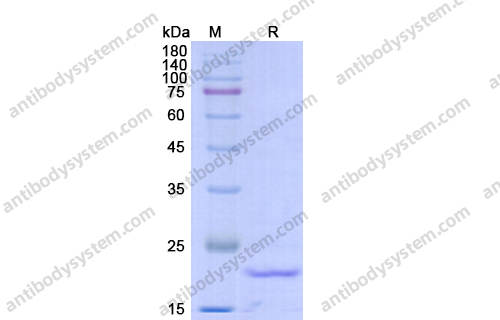 Recombinant ASFV War-135/pE184L Protein, N-His