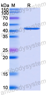 Recombinant HSV-1/HHV-1 gG/US4 Protein, N-GST