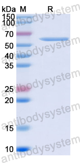 Recombinant HSV-2 gD/US6 Protein, N-GST