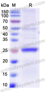 Recombinant ASFV A238L Protein, N-His