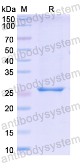 Recombinant ASFV p72/B646L Protein, N-His