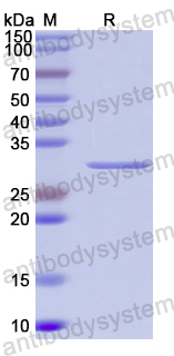 Recombinant MDV Coat protein, N-His-SUMO