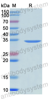 Recombinant ChiVMV Coat protein, N-His