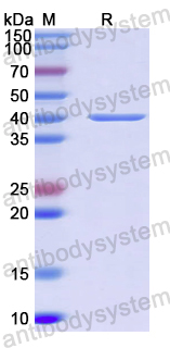 Recombinant Orbivirus VP7 Protein, N-His