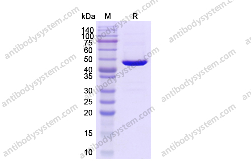 3C Protease