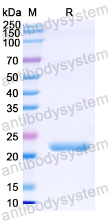 Recombinant Nipah virus/NiV F/Fusion glycoprotein F0 Protein, N-His-SUMO & C-Strep