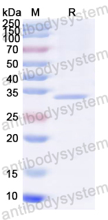 Recombinant HCV NS1/gp68/gp70/Envelope glycoprotein E2 Protein, N-His