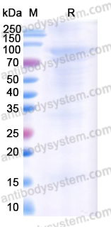 Recombinant HPV16 L1/Major capsid protein L1 Protein, N-GST & C-His