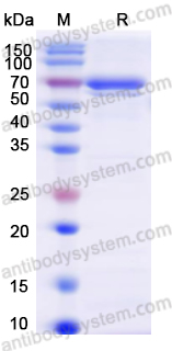 Recombinant HPV16 L1/Major capsid protein L1 Protein, N-GST & C-His